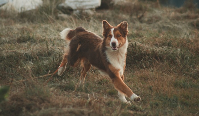 CBD para perros