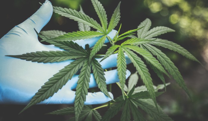 CBD para qué sirve